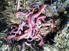 img_20250129_155528_123.jpeg img_20250129_155528_123.jpeg