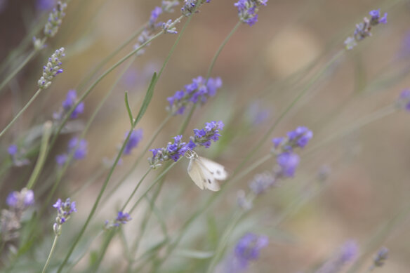 img_1639_web.jpeg img_1639_web.jpeg