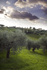 Ulivetto in produzione Ulivetto in produzione