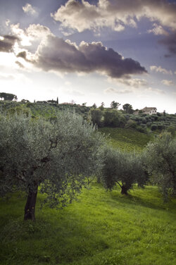 img_paesaggio_web.jpeg img_paesaggio_web.jpeg