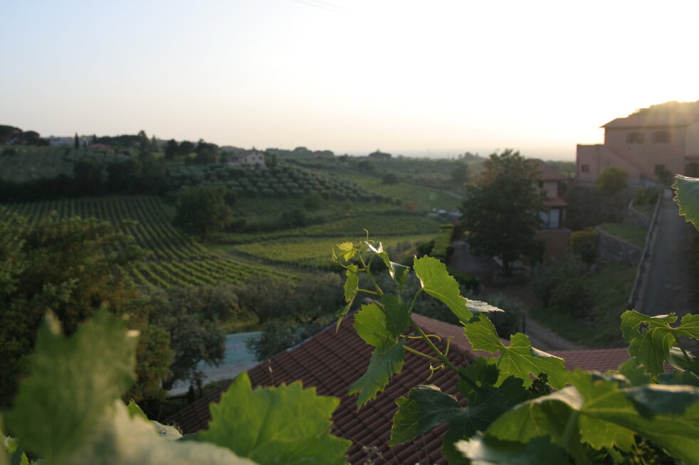 vignetto Castelli