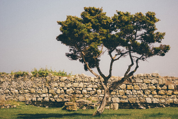 AVVIATO UN PROGETTO PER SOSTENERE GLI OLIVICOLTORI PALESTINESI AVVIATO UN PROGETTO PER SOSTENERE GLI OLIVICOLTORI PALESTINESI