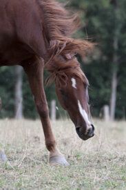 Cavallo