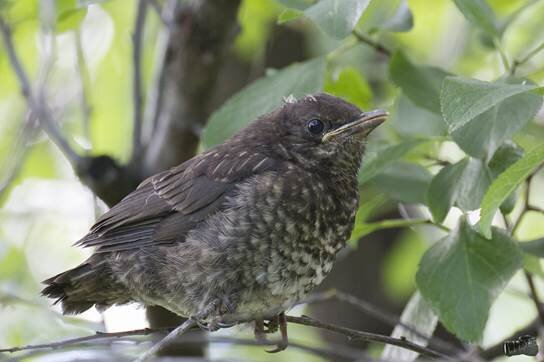 c71c5dc5-d8b9-44c4-aacc-45e2f621cafe c71c5dc5-d8b9-44c4-aacc-45e2f621cafe