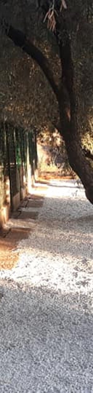 Ampi Box 3 x 3 coperti e riparati dal sole e dal vento tramite alberi d'ulivo