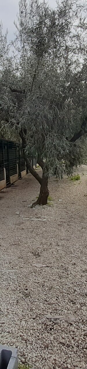 Ampi Box 3 x 3 coperti e riparati dal sole e dal vento tramite alberi d'ulivo