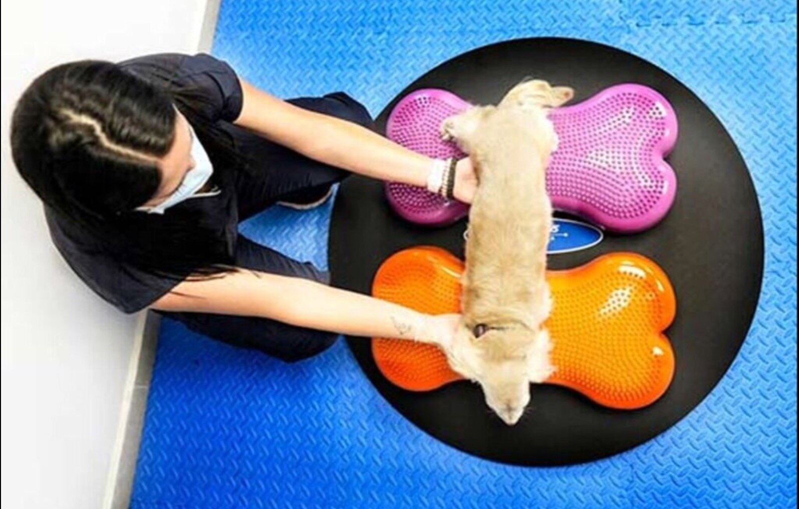 LA FISIOTERAPIA VETERINARIA