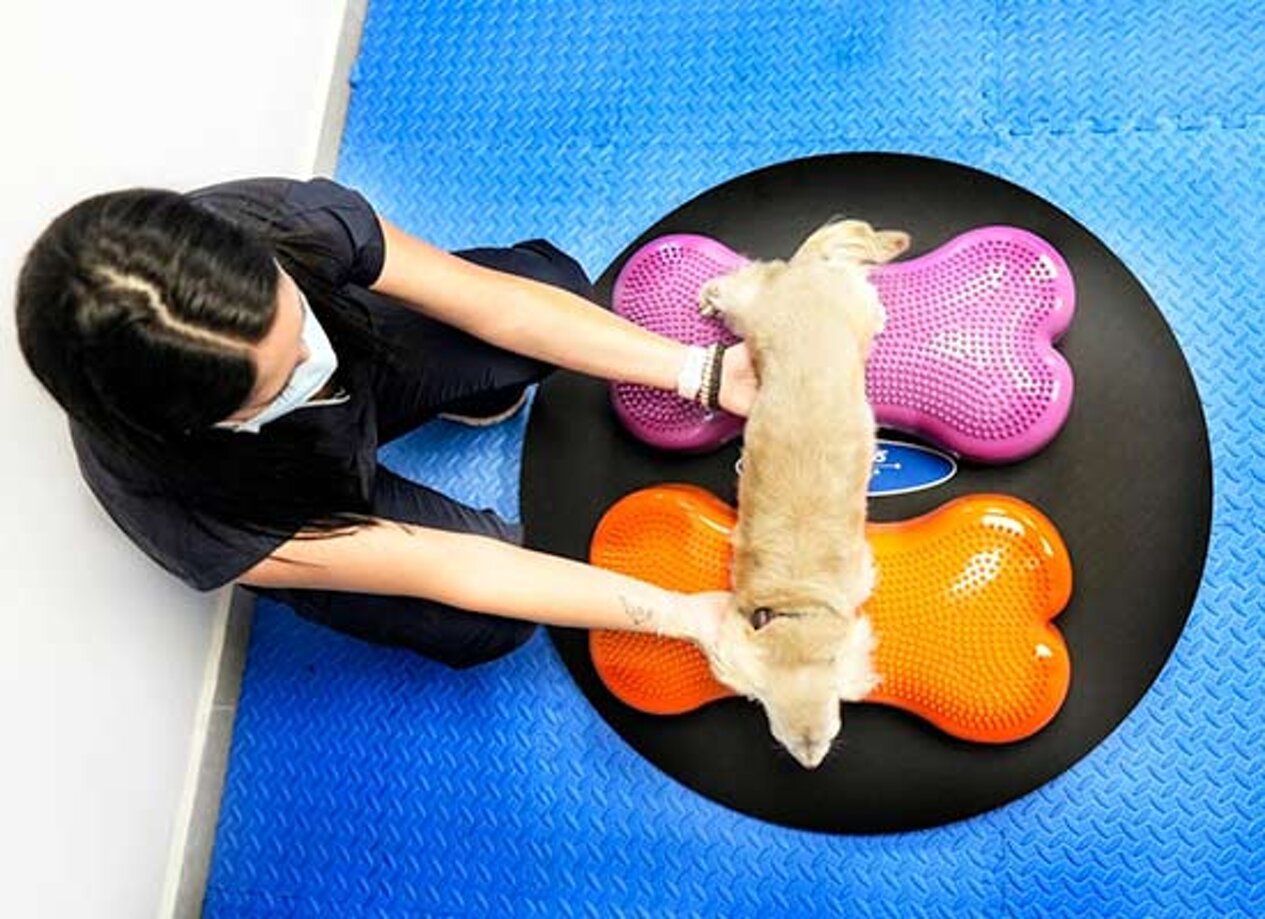 fisioterapia-veterinaria-en-mexico-01.jpeg