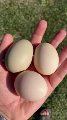 whatsapp image 2026-02-13 at 21.10.22.jpeg