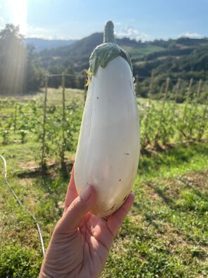 whatsapp image 2026-02-13 at 21.09.06i.jpeg