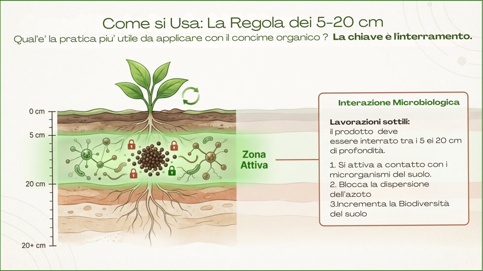 come si usa la regola dei 5-20 cm perché il nostro prodotto non emana i cattivi odori tipici dei concimi organici la chiave è l'interramento..jpeg