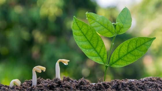 e4e1d04d-2035-4698-8048-605f924b7bdb