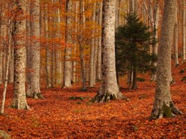 c3f92d3d-27b3-47e6-a5a7-930ded8e8468