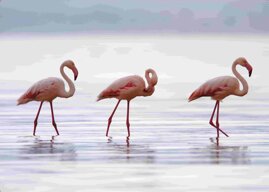 2bd43d0b-a7f1-4a98-9998-ab1acef0feff