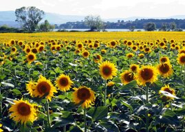 a967727f-fda5-4c0f-912c-6f52e4ddd8ac