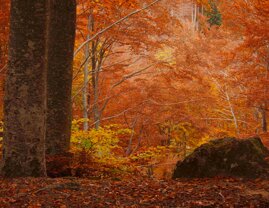 f61f65e1-cfb9-4097-b56f-b91c792fe014