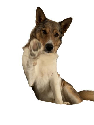 zoe_trasparente_provala zoe_trasparente_provala