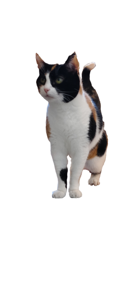 cacio-trasparenza cacio-trasparenza