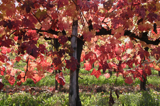 e113fda6-1015-4953-893c-220a92e222e2