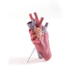 vaso-cuore