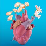 vaso-cuore