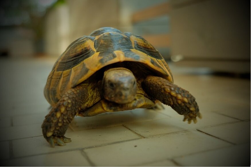 411ada54-3766-47f0-be7e-532e7a72a78c 411ada54-3766-47f0-be7e-532e7a72a78c