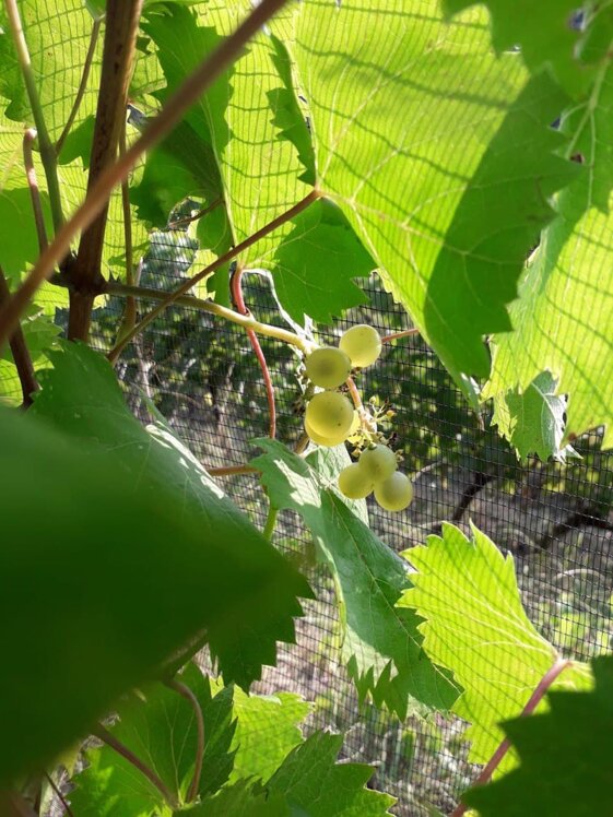 0335c008-8dd8-413d-941e-277d65402d4a