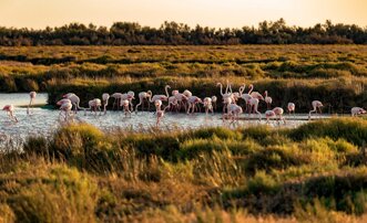 camargue-3868218_1280.jpeg