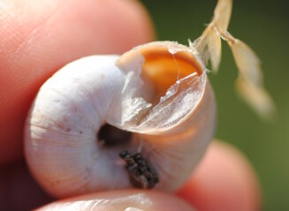 epifragma-di-conchiglia-aperto