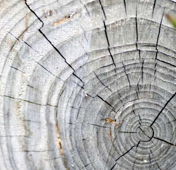 anelli-del-tronco anelli-del-tronco