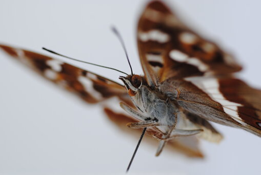 apatura-iris-nymphalidae-farfalla apatura-iris-nymphalidae-farfalla