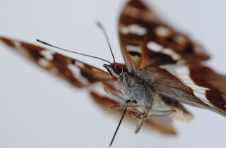 apatura-iris-nmphalidae-farfalla