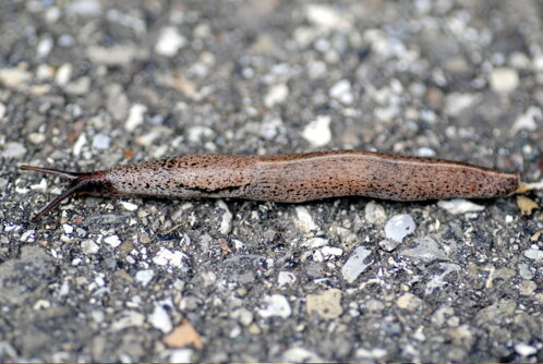 lumaca-tandonia-rustica