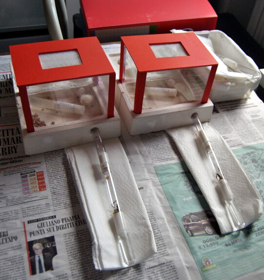 formicaio-artificiale formicaio-artificiale