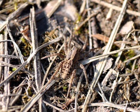 alopecosa-lycosidae-ragno-lupo