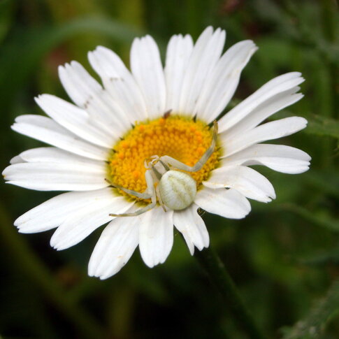 Misumena-vatia Abito bianco