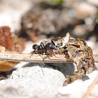Leptorchestes sp. (Salticidae)