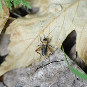Nemobius sylvestris Grillo dei boschi
