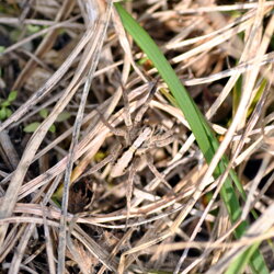 Alopecosa cf. accentuata (Lycosidae) Ragno lupo Alopecosa cf. accentuata (Lycosidae) Ragno lupo