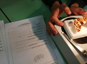 laboratorio-di-stereomicroscopia-insetti