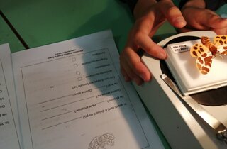 laboratorio-di-stereomicroscopia-insetti