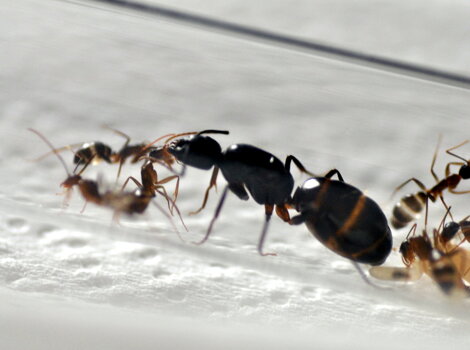 camponotus-barbaricus-regina-con-figlie camponotus-barbaricus-regina-con-figlie
