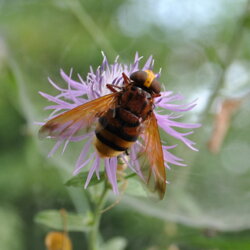 Volucella zonaria (Syrphidae)