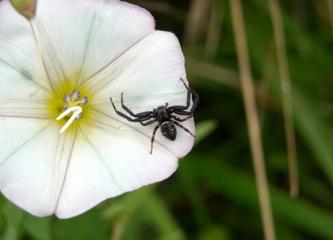 synema-globosum-maschio-thomisidae-ragno-granchio