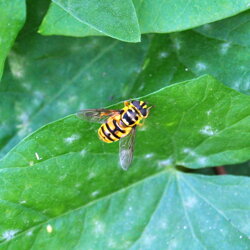 Myathropa florea (Syrphidae)