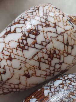 conus-textile-conchiglia conus-textile-conchiglia