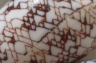 conus-textile-conchiglia