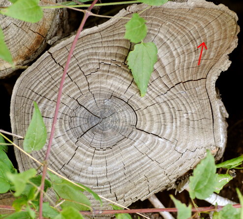 crescita-asimmetrica-del-tronco crescita-asimmetrica-del-tronco