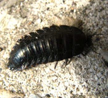 larva-di-silpha-olivieri