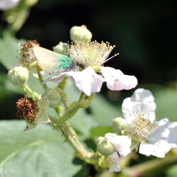 Callophrys rubi (Lycaenidae) Licenide del rovo